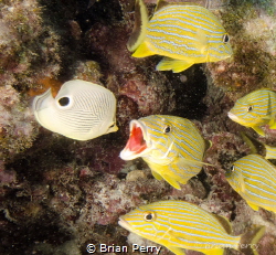 Fish Talk by Brian Perry 